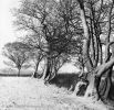 Sugar Hill Farm #4